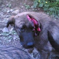 Choc a Pimonte, cani massacrati con un' accetta.Pisani: "Rabbia e sgomento. Urgono pene severe e la costruzione di più canili dove proteggere i randagi!"