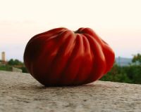 Arriva il "super-pomodoro".