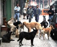 Bimbo azzannato da cane randagio. Pisani: "Più strutture per gli animali in strada e sanzioni più pesanti per chi li abbandona"