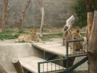 Zoo, per Morra «non c’è trattativa»