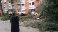 Presidente municipalità Scampia lancia allarme su buche e alberi pericolanti